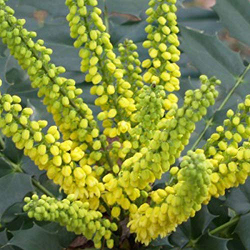 Mahonie 'Winter Sun' - Mahonia Media 'Winter Sun' - 30-50 cm Topf - Duftende Blüten und attraktives Laub