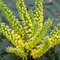 Mahonie 'Winter Sun' - Mahonia Media 'Winter Sun' - 30-50 cm Topf - Duftende Blüten und attraktives Laub