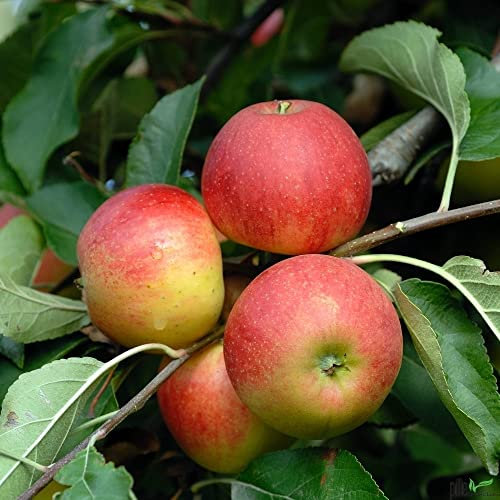 Balkonobst Apfel Elstar Kleinobst Terrassenobst Apfelbaum 80-120 cm Lieferhöhe | endgültige Höhe bis max 300 cm | malus domestica 'Elstar' | Befruchter Cox Orange und Golden Delicious
