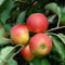 Balkonobst Apfel Elstar Kleinobst Terrassenobst Apfelbaum 80-120 cm Lieferhöhe | endgültige Höhe bis max 300 cm | malus domestica 'Elstar' | Befruchter Cox Orange und Golden Delicious