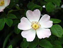 Just Seed Flower - Rosa canina - Dog Rose - 30 Seeds