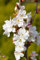 Japanische Säulenzierkirsche Prunus serrulata Amanogawa 60-80 cm hoch im 5 Liter Pflanzcontainer