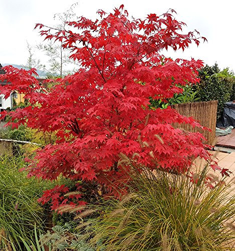 Fernleaf Fullmoon Maple Seeds, Acer Japonicum -Bold and Beautiful Tree