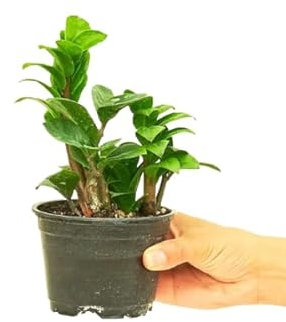 Planta ZZ Natural - Zamioculcas - Añade Vida y Frescura a tu Hogar