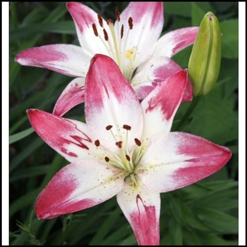 Lilium martagon zwiebeln,winterharte Blumenzwiebeln,lilien deko,Frühlingsblüher,lilien im topf,geeignet für die Feiertage,lilien knollen,lilien zwiebeln winterhart mehrjährig.-10 zwiebeln-G