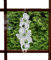 Plauener Spitze Fensterbild 17x38 cm + Saugnapf Schmetterling Frühlingsbote Spitzenbild Fensterdeko