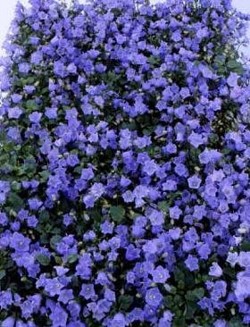 Campanula cochlearifolia 'Bavaria Blue' 20 Seeds - Alpine Campanula