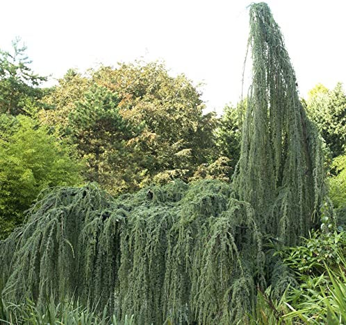 Hänge-Libanon-Zeder 100-125cm - Cedrus libani - Gartenpflanze