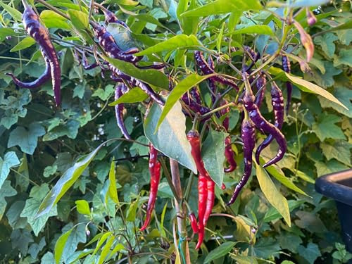 Chili Cayenne lila Giant 10 frön