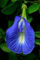 Klitoria ternatea Single Blue | Schmetterlingserbsen | 20 Samen