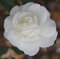 Rosa 'Iceberg' Climbing Rose Potted