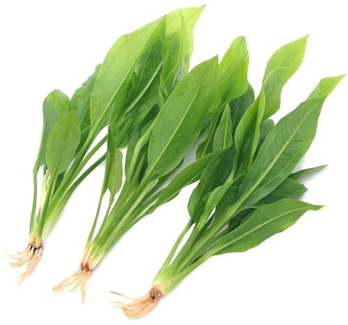 K2AQUA 3 x Echinodorus Amazonicus Live Aquarium Plant Amazon Sword for Aquascaping Freshwater Tropical Tank Decoration Easy Care