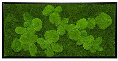 Moosbilder Wandgestaltung, Bild mit Moos und Bilderrahmen, Moosbild, Mooswand, Wandbild, Kugelmoos Moosplatte Pflanzenbilder Moosbilder versch. Maße günstig (100 x 35 cm, schwarz)