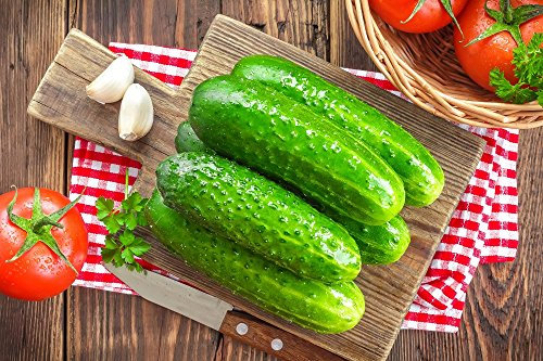 Gurke Octopus Samen - Gurken Platterbse