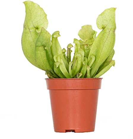 Sarracenia 'Juthatip Soper' – Plante carnivore – Peu d'entretien – ⌀6 cm – 05-10 cm