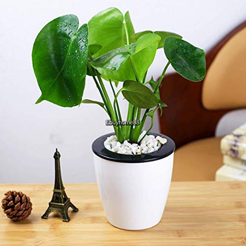 20Pz Monstera Seeds Bonsai in Vaso Monstera Deliciosa Liebm Ornamentais Ehe8