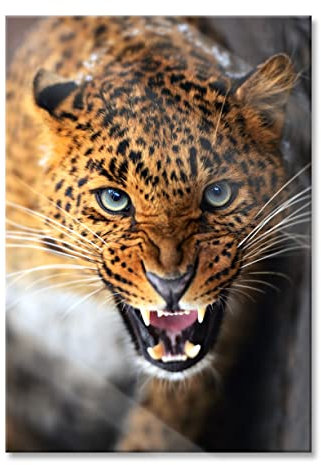 Pixxprint Glasbild, Wandbild aus Echtglas, Fauchender Leopard, 70x100 cm, inkl. Aufhängung und Abstandshalter