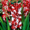 100 graines de fleurs de glaïeul rouge fraîches et neuves