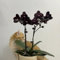 semi di orchidea phalaenopsis - fiori da balcone selvatici piante perenni resistenti all'esterno copertura del terreno 120pcs