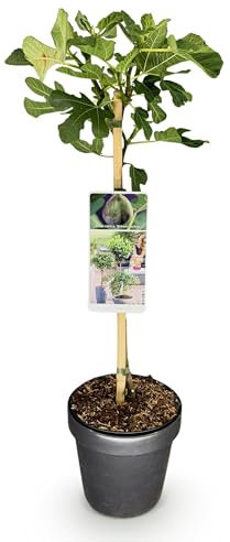 Ficus carica Brown Turkey - Stamm Pflanze - Terrassenpflanze - Laubabwerfend - Wenig Pflege - 80-90cm - Ø19cm - Gartenpflanze