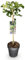 Ficus carica Brown Turkey - Stamm Pflanze - Terrassenpflanze - Laubabwerfend - Wenig Pflege - 80-90cm - Ø19cm - Gartenpflanze