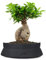 Ficus Ginseng Bonsai Altezza 45 cm, Pianta Vera, Pianta da Interno, Vaso artigianale di Terracotta - Nero Space
