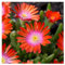 3 x Delosperma cultorum 'Jewel of Desert Sunstone' (Immergrün/Stauden/Staude/Mehrjährig/Bodendecker/Winterhart) Mittagsblume/Eisblume - Ein leuchtender Edelstein für Ihre Beete - von Stauden Gänge