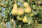 Albero Pero Coscia Vaso 16cm H 140-170cm - Pianta da Frutto, Pianta Vera, Pianta già Innestata.