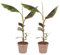 Plant in a Box - Albero di banana rossa - Set di 2 - Musa sikkimensis Ever Red - Altezza 55-70 cm - Vaso 21 cm - Pianta tropicale in vaso