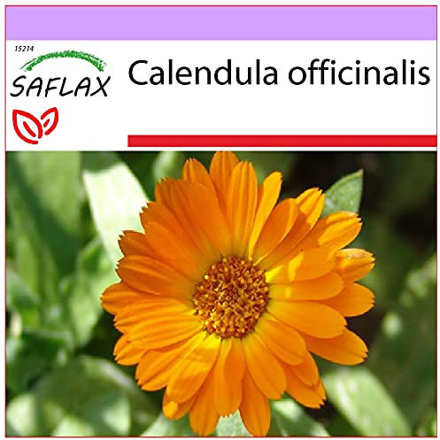 SAFLAX - Botón de oro - 50 semillas - Calendula officinalis