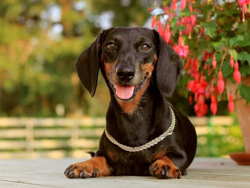 Puzzle 1000 Pieces, Skill Game for the Whole Family, Dog, Dachshund, Face 38x52CM