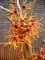 orangegelb blühende Zaubernuss Hamamelis intermedia Aphrodite 80-100 cm hoch im 5 Liter Pflanzcontainer