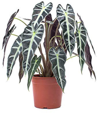 Alocasia Polly Planta Oreja de Elefante 30cm en Maceta de 12cm Natural