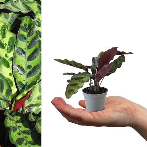 Calathea lancifolia - Rattlesnake Plant - 15-20cm in Height Inc Pot - Mini Indoor Plant - Evergreen Perennial (1 Plant)