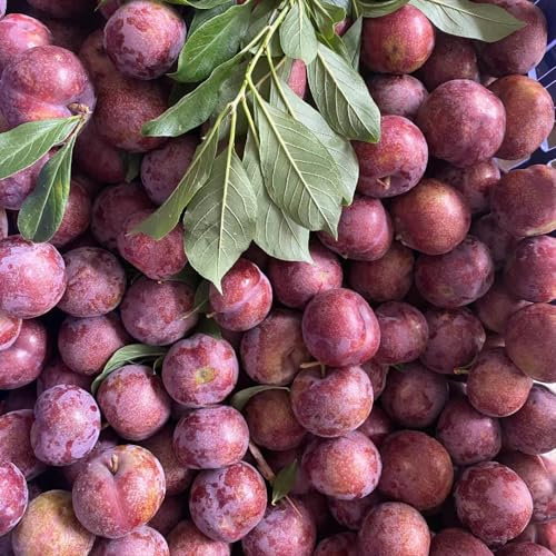 45 pcs pflaumenbaum winterhart samen, bio saatgut, sukkulenten winterhart, pflaumenbaum kaufen (Prunus salicina) saatgut alte sorten, samen balkon bonsai baum, gewächshaus pflanzen