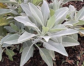 Graines de sauge blanche paquet de 100 graines
