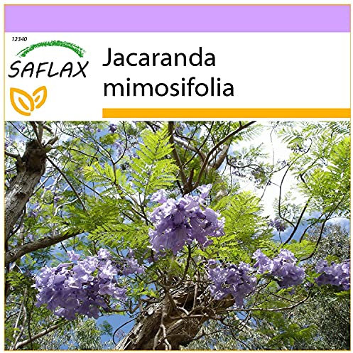 SAFLAX - Jacaranda - 50 semi - Jacaranda mimosifolia