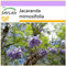 SAFLAX - Jacaranda - 50 semi - Jacaranda mimosifolia