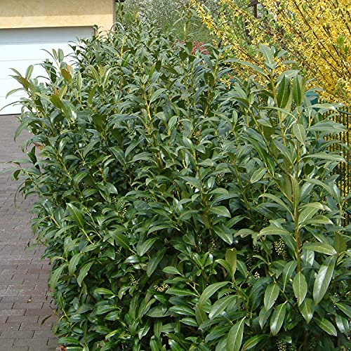 Kirschlorbeer Winterstar - Hecken Pflanze 30-40 cm immergrün & enorm winterhart als Sichtschutz – Pilzfreie mehrjährige Lorbeerkirsche Prunus Laurocerasus von Garten Schlüter