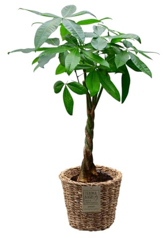 Glückskastanie mit Seegraskorb | 90–100 cm hoch | Pachira aquatica | Pflegeleichte Zimmerpflanze frisch aus der Gärtnerei | Ungiftig für Tiere | Dekopflanze mit geflochtenem Stamm | Green Me Up