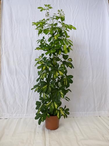 [Palmenlager] XL Schefflera arboricola Gold Capella 150 cm - 3er Tuff - Strahlenaralie/Zimmerpflanze