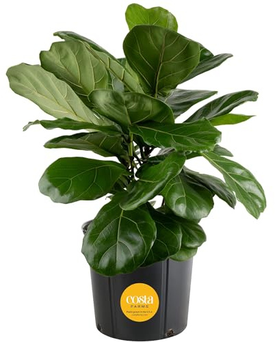 Costa Farms Fiddle Leaf Fig, Live Indoor Ficus Lyrata Floor Plant, Tropical Houseplant Potted in Nursery Planter, Housewarming, Birthday, Office and Living Room Decor, 2-3 Feet Tall