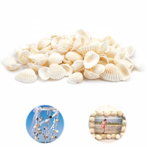 Rairsky Natürliche Ozean Muscheln Deko, 250g Natürliche Muschelornamente 2-3.5cm, Muschel Kleine, DIY Muschel-Set für Home Decorations Beach Theme Party Kerze Machen Dekor Aquarium Vase Füller