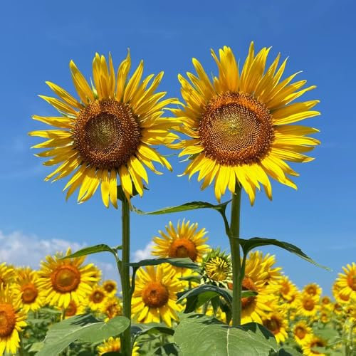 20 piezas semillas de girasol perennes, girasol resistente flores silvestres, plantas perennes resistentes semillas de girasol semillas de variedades antiguas, plantas resistentes