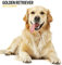 Golden Retriever 2025 Moderner Kalender