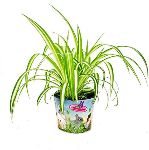 Exotenherz - Futterpflanze für Heimtiere - Chlorophytum - Vitalfutter für Kaninchen, Hamster und Meerschweinchen