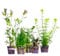 Aquabetta Aquarium Pflanzen set I 5X Wasserpflanzen I Bacopa – Cryptocoryne – Hygrophila – Limnophila – Lilaeopsis I Set mit 5 Aquariumpflanzen echt | Einsteiger Aquarienpflanzen