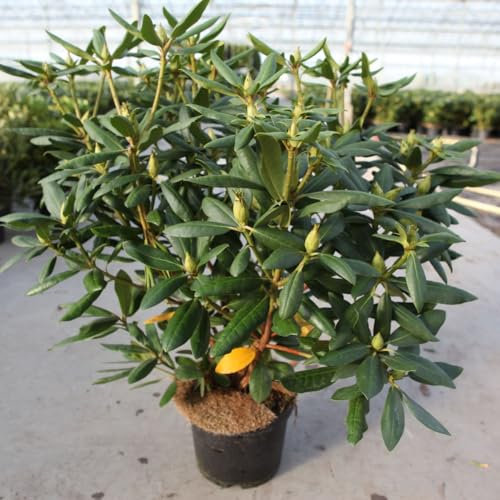 Rhododendron Hardy Hybrid Roseum Elegans – Lavender-Pink Flowers with Red Spots, Ideal for Shaded Acid Borders, Evergreen Shrub, 1X 18 Litre Pot by Thompson and Morgan