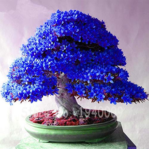 Ponak Neue 100 PC Azalee Blumensamen für schönen Garten Blau