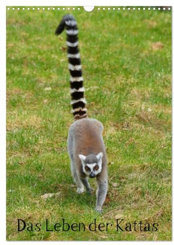 Das Leben der Kattas (Wandkalender 2026 DIN A3 hoch), CALVENDO Monatskalender: Lemuren aus Madagaskar (CALVENDO Tiere)